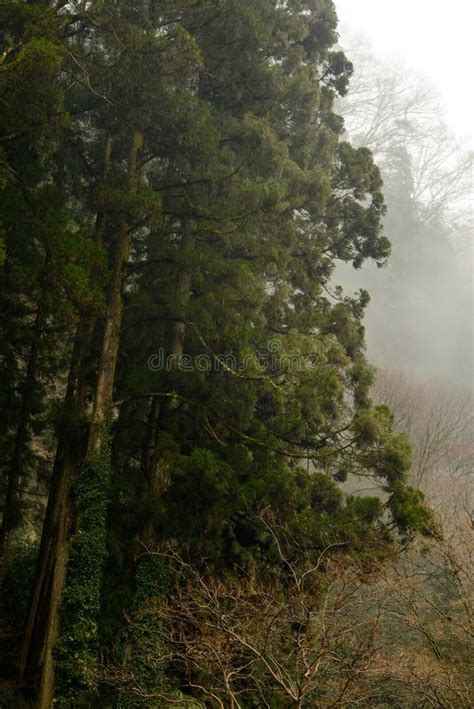 Tall Cedar Trees In Lushan Stock Image Image Of Jungle 21210627