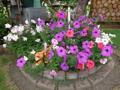 Petunias And Marigolds Around May Day Marigolds Need To Be A Taller