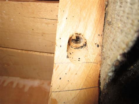What Do Bed Bugs Look Like? - The Pest Advice
