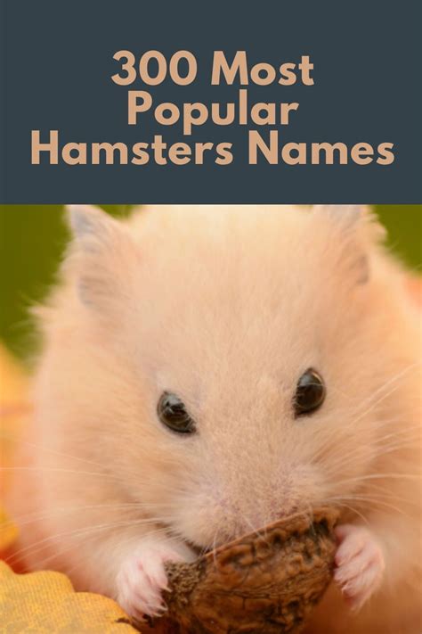 300 Most Popular Hamsters Names Hamster Names Hamster Cute Hamster