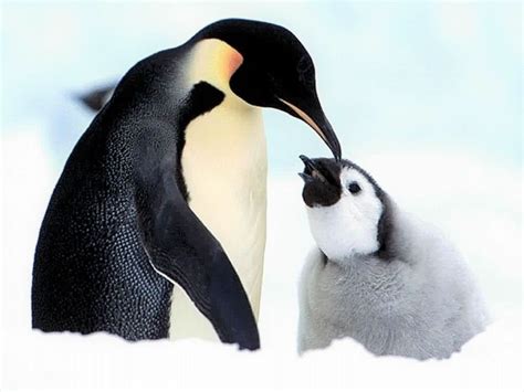 Emperor Penguin Mom And Her Baby Image Abyss