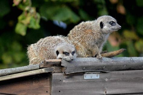 Meerkat Manor Is Simples The Best Express And Star