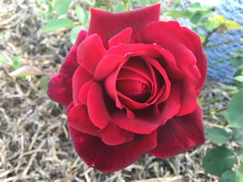 Papa Meilland Hybrid Tea Rose Bare Rooted