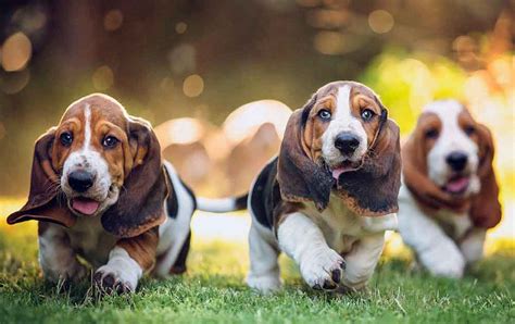Basset Hound Information And Dog Breed Facts Pets Feed