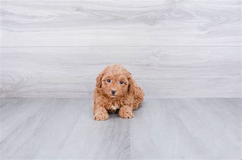 Newest oldest price ascending price descending relevance. Cavapoo Puppies for Sale Online | US Shipping Available ...