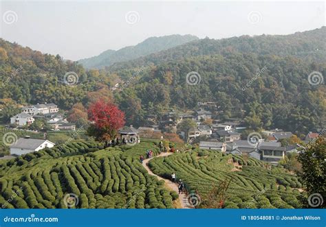 Longjing Tea Village Near Hangzhou In Zhejiang Province China View Of