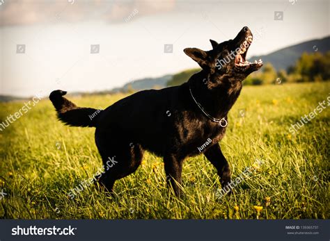 Dog Barking At Dogs Over 32307 Royalty Free Licensable Stock Photos