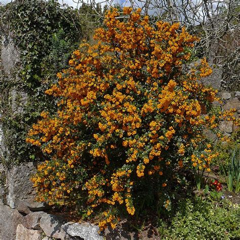 Berberis Darwinii Epine Vinette De Darwin Un Arbuste Vigoureux