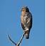 Pictures And Information On Red Shouldered Hawk