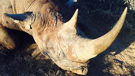 Black Rhino Hunt Why Killing One Bull Is Worth It For Conservation Cnn