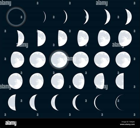Vector Illustration Of 28 Different Lunar Phases Complete Cycle Stock