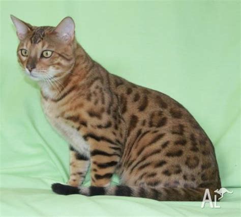 Bengal Kittens For Sale In Albany Western Australia Classified