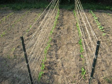 Have To Remember This Simple Trellis Idea For Shorter Pea Plants Simple