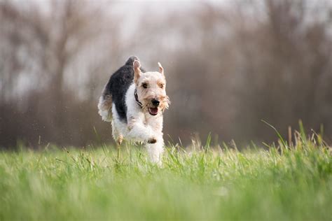 Are You Exercising Your Dog Too Much? | Mad Paws Blog