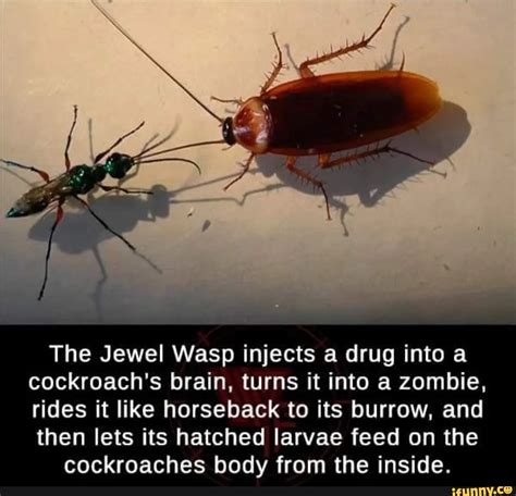 The Jewel Wasp Injects A Drug Into A Cockroachs Brain Turns It Into A Zombie Rides It Like