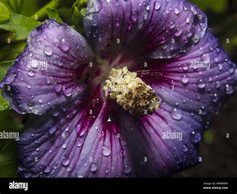 Hibiscus Plant Hi Res Stock Photography And Images Alamy