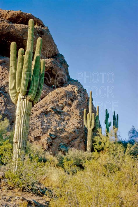 Photo Of Saguaro Cactus By Photo Stock Source Landscape Arizona Usa