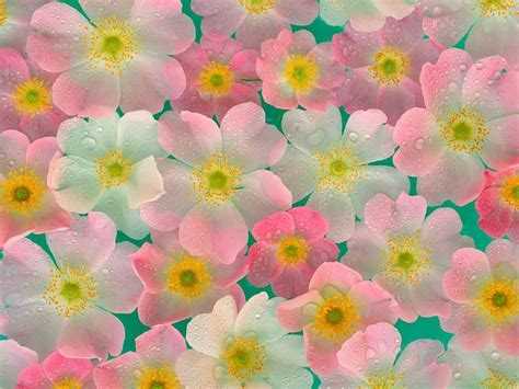 50 Bing Free Wallpapers Flowers Wallpapersafari