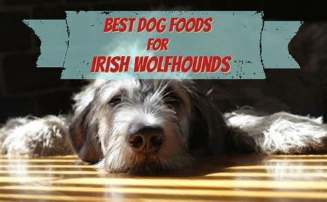 Best Dog Food For Irish Wolfhounds The Gentle Giants