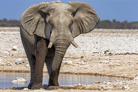 Elefant Foto And Bild Tiere Wildlife Säugetiere Bilder Auf Fotocommunity