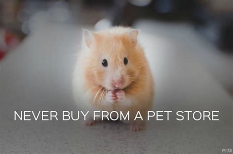 What You Need To Know Before Considering A Pet Hamster Peta