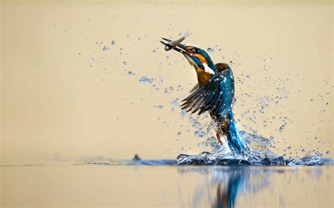 Kingfisher 1920×1200 Wallpapers