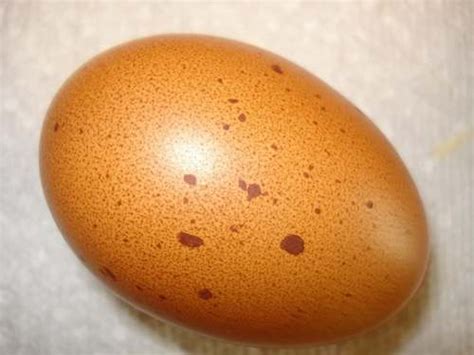 Coquille dun œuf de poule composition fabrication et problèmes