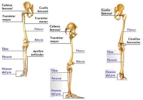 ¿cuántos Son Los Huesos De Los Miembros Inferiores Cuantos Huesos Tiene