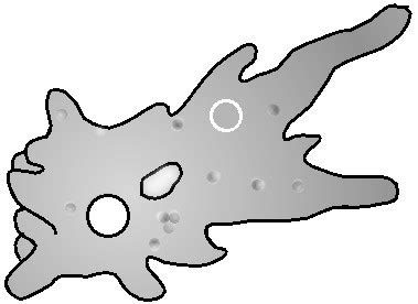 In what way are your real lips revisited compatible with the color sliders for hair and clothes mod, and why are you instructing us to download that mod? Library of amoeba proteus vector download png files ...