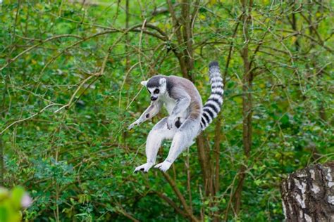 Ring Tailed Lemur Guide Bbc Wildlife Magazine Discover Wildlife