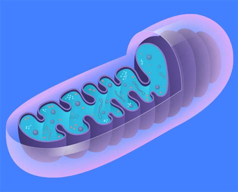 4 Fungsi Mitokondria Hingga Pengertian Struktur Dan Perannya