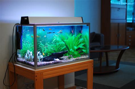 Juwel Freshwater Aquarium Talk