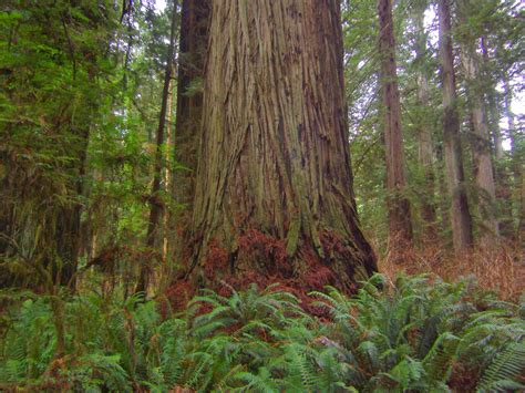 Tales From The Trails Prairie Creek Redwoods State Park