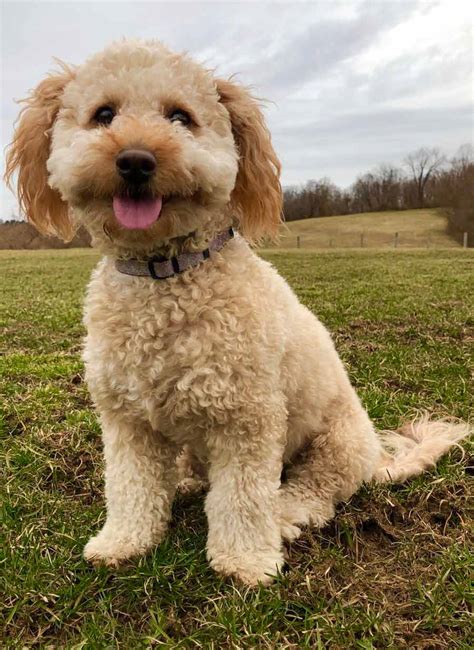 Scroll down to view the different color varieties of our beautiful english teddy bear goldendoodles! Bailey the Miniature Goldendoodle ~ DogPerDay ~ Cute puppy ...