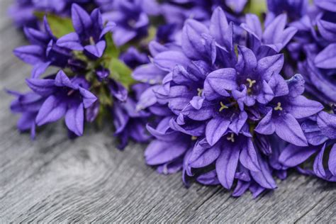 Purple bearded iris flower stock photo. Purple Flowers Free Stock Photo - Public Domain Pictures