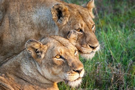 Five lionesses in botswana have grown a mane and are showing. Two-Week South Africa Itinerary - Travel Addicts