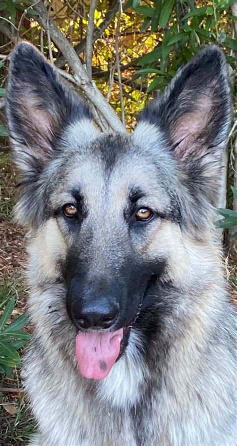 Pin On Just Liesl Our Silver Sable Shiloh Shepherd