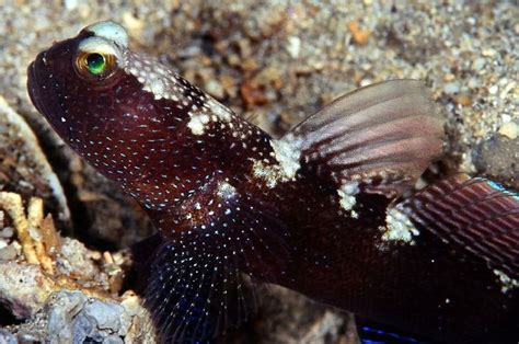 All Sizes Shrimp Goby Flickr Photo Sharing Fish Pet Photo