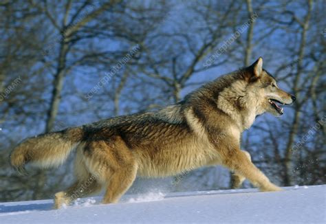 Grey Wolf Running Stock Image Z9320186 Science Photo Library