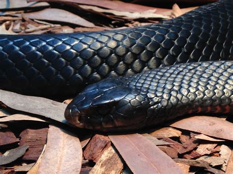 Free picture: black snake, viper, wildlife, cobra, reptile, venom, danger