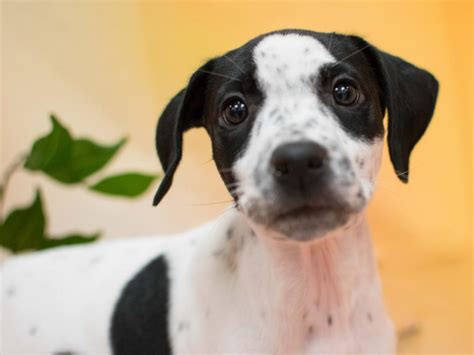 Two male purebred great dane puppies ready for there new family. Pitmation | Pet City Pet Shops