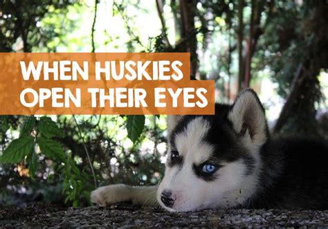 Puppies' ears begin to open soon after the eyes do, generally around 14 to 18 days old. When Do Husky Puppies Open Their Eyes? + Ears & Timeline