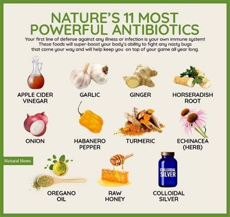Natural Antibiotics Healthy Facts Organic Recipes Organic Drinks