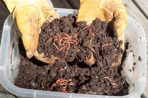 Complete Guide To The Best Worms For Vegetable Garden Success And