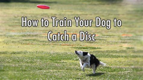 How To Train Your Dog To Catch A Frisbeeflying Disc