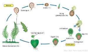Draw this cute plant by following this drawing lesson. Plants III - Seed Plants (Non-Flowering) - Biology 110 ...
