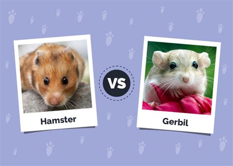 Hamsters Vs Gerbils The Main Differences With Pictures Meowmybark
