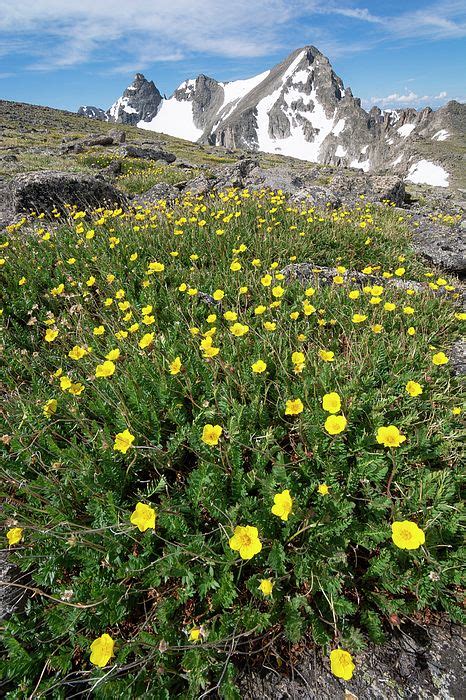 55 Alpine Wildflowers Ideas Wild Flowers Colorado Photography Colorado