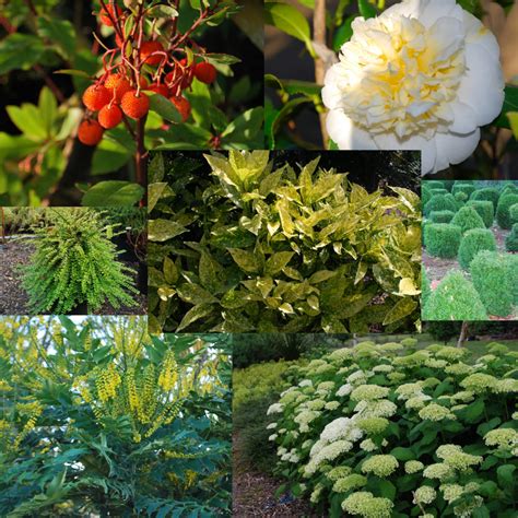 50 Different Types Of Shrubs Bushes With Pictures Care 45 Off