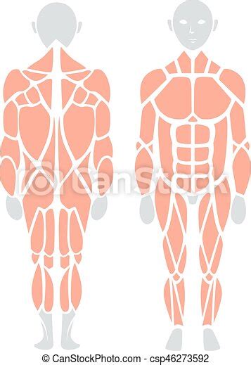 Vetorial Costas Anatomia Infographic Músculo Humano Frente